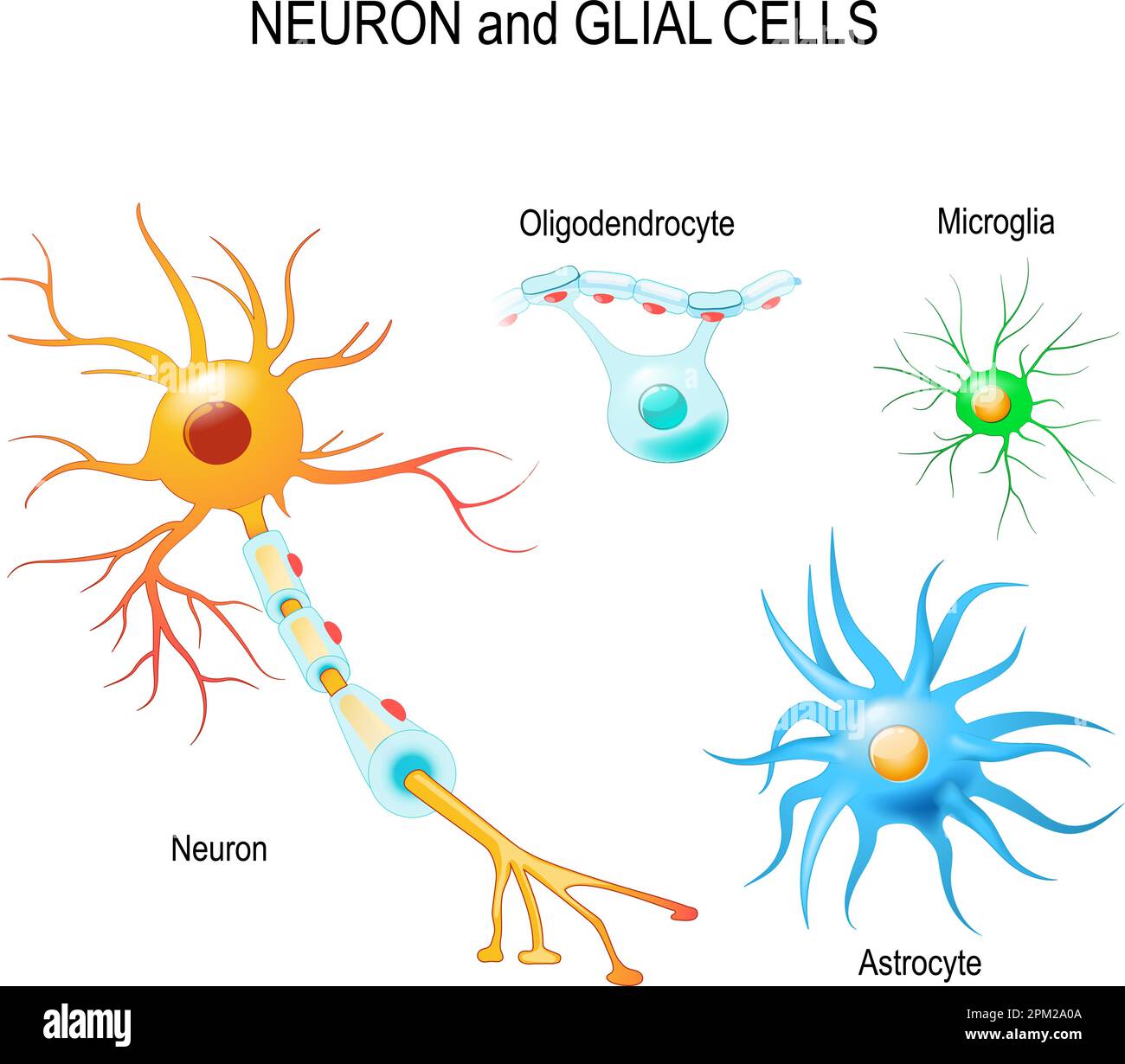 Zellen des menschlichen Gehirns. Neuron- und Gliazellen (Mikroglia, Astrozyten und Oligodendrozyten). Vektordiagramm für pädagogische, medizinische, biologische Verwendung Stock Vektor