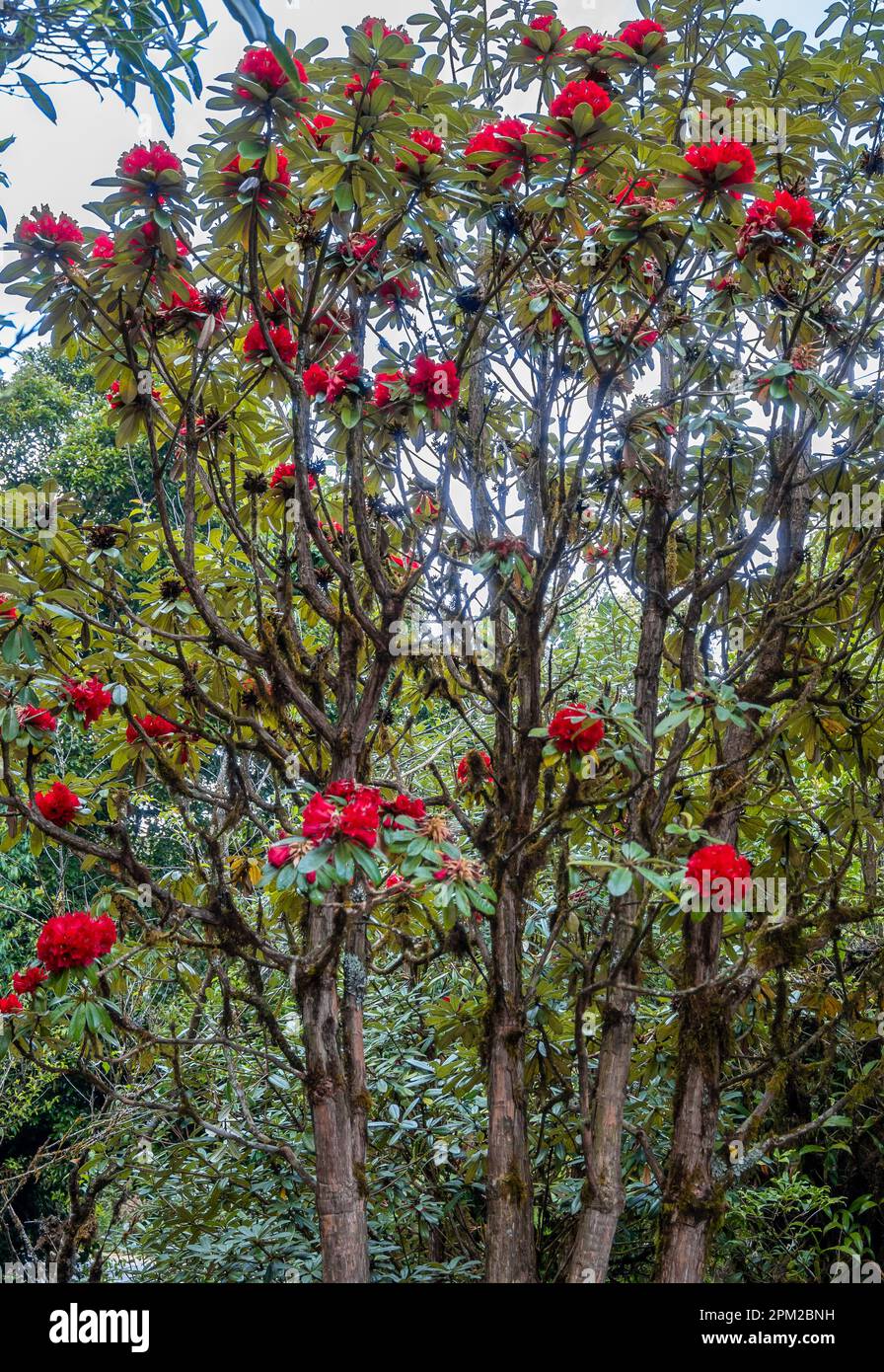 Leuchtend rote Blüten von Tree Rhododendron (Rhododendron Arboreum). Doi Inthanon Nationalpark, Chiang Mai, Thailand. Stockfoto