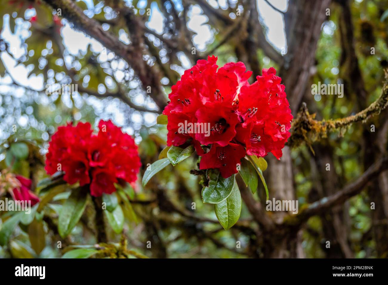 Leuchtend rote Blüten von Tree Rhododendron (Rhododendron Arboreum). Doi Inthanon Nationalpark, Chiang Mai, Thailand. Stockfoto