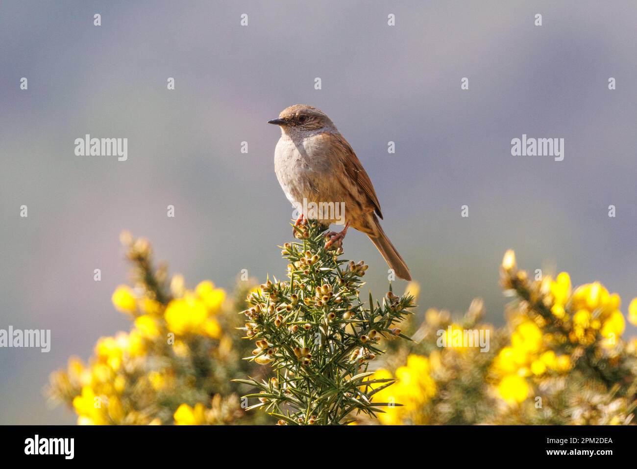 Dunnock (Prunella modularis) on Gorse Flowers, Sussex, Vereinigtes Königreich Stockfoto