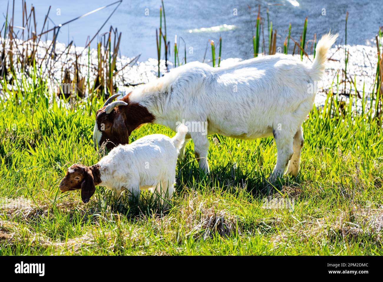 Zwei Ziegen grasen auf üppigem grünen Gras in einer friedlichen Umgebung Stockfoto