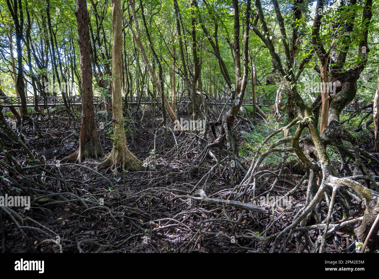 Wurzelsystem der bei Ebbe exponierten Roten Mangroven (Rhizophora mucronata) in einem lokalen Park. Phang-nga, Thailand. Stockfoto
