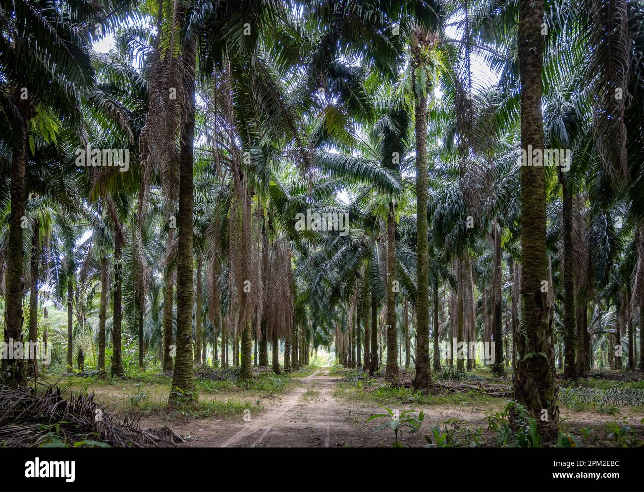 Reihen von Ölpalmen auf einer Plantage. Krabi, Thailand. Stockfoto