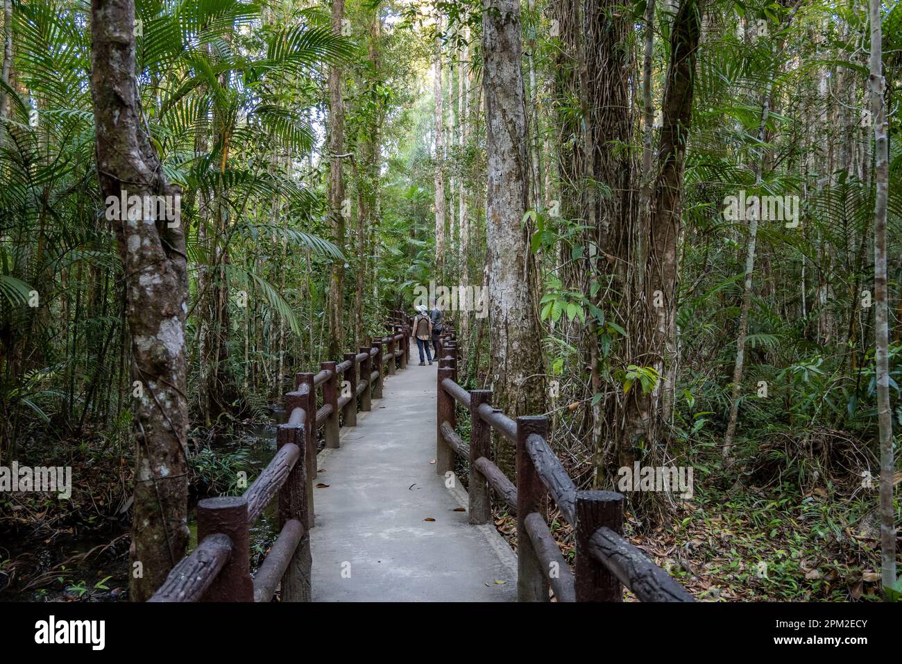 Gehen Sie an Bord in den Wald des Emerald Pools. Krabi, Thailand. Stockfoto