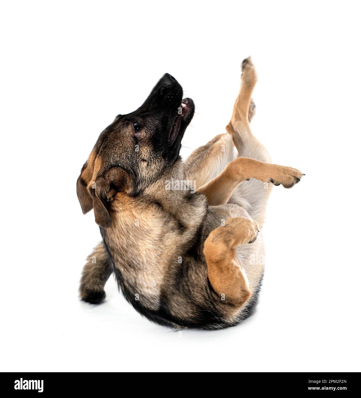 Junger deutscher Schäferhund vor weißem Hintergrund Stockfoto