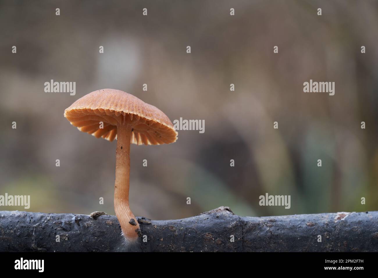 Essbare Pilze Tubaria furacea am Ast. Bekannt als Scurfy Twiglet. Wilde braune Pilze im Wald. Stockfoto