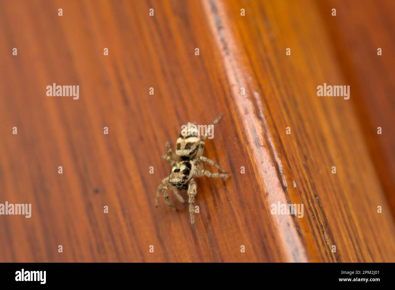 Einzelne Springspinne (Salticus scenicus), die an einer Hauswand krabbelt, Makrofotografie mit Spinnen, Biodiversität Stockfoto