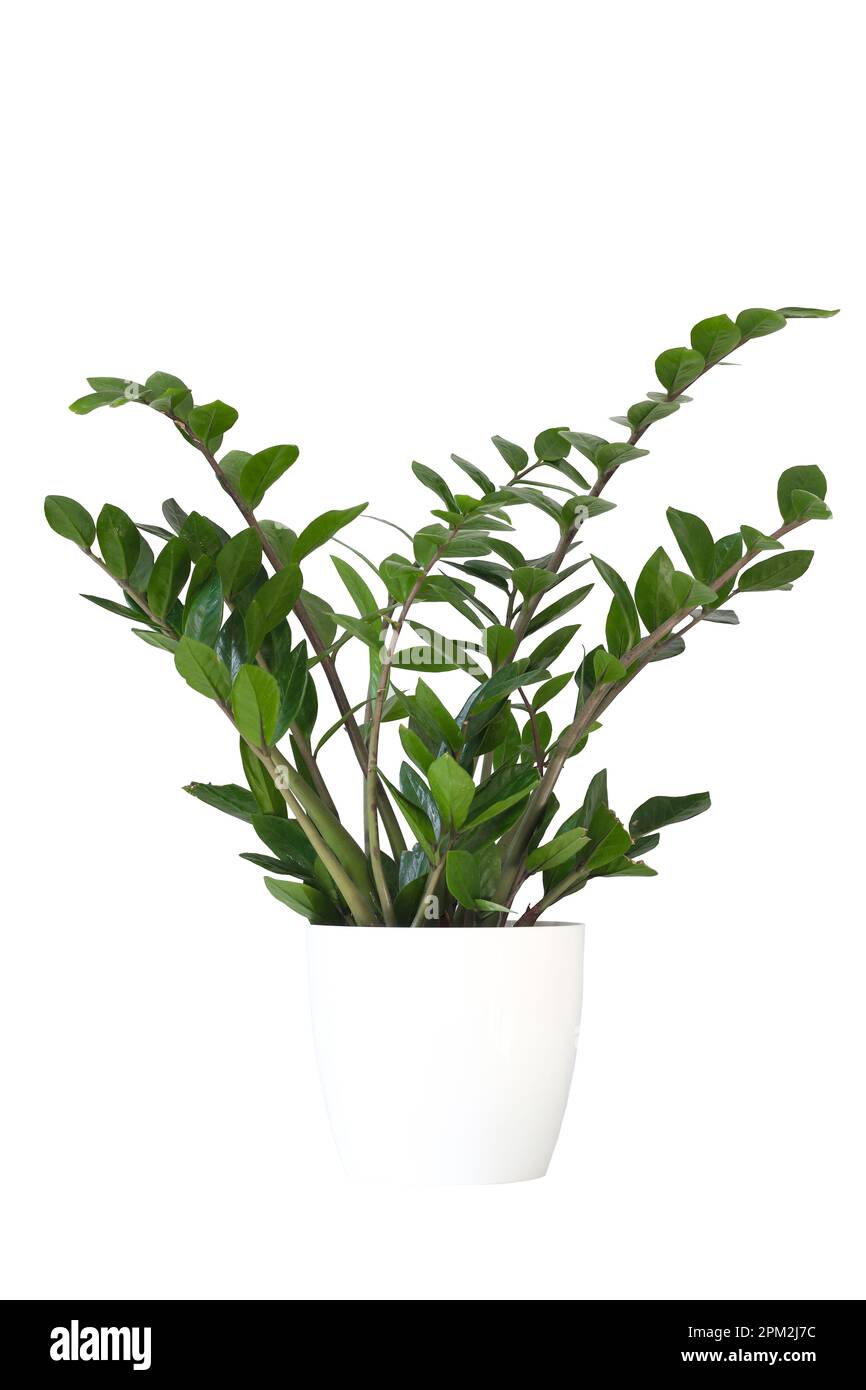 Grüne Zamioculcas-Zamiifolia-Pflanze im weißen Blumentopf, isoliert auf weißem Hintergrund Stockfoto