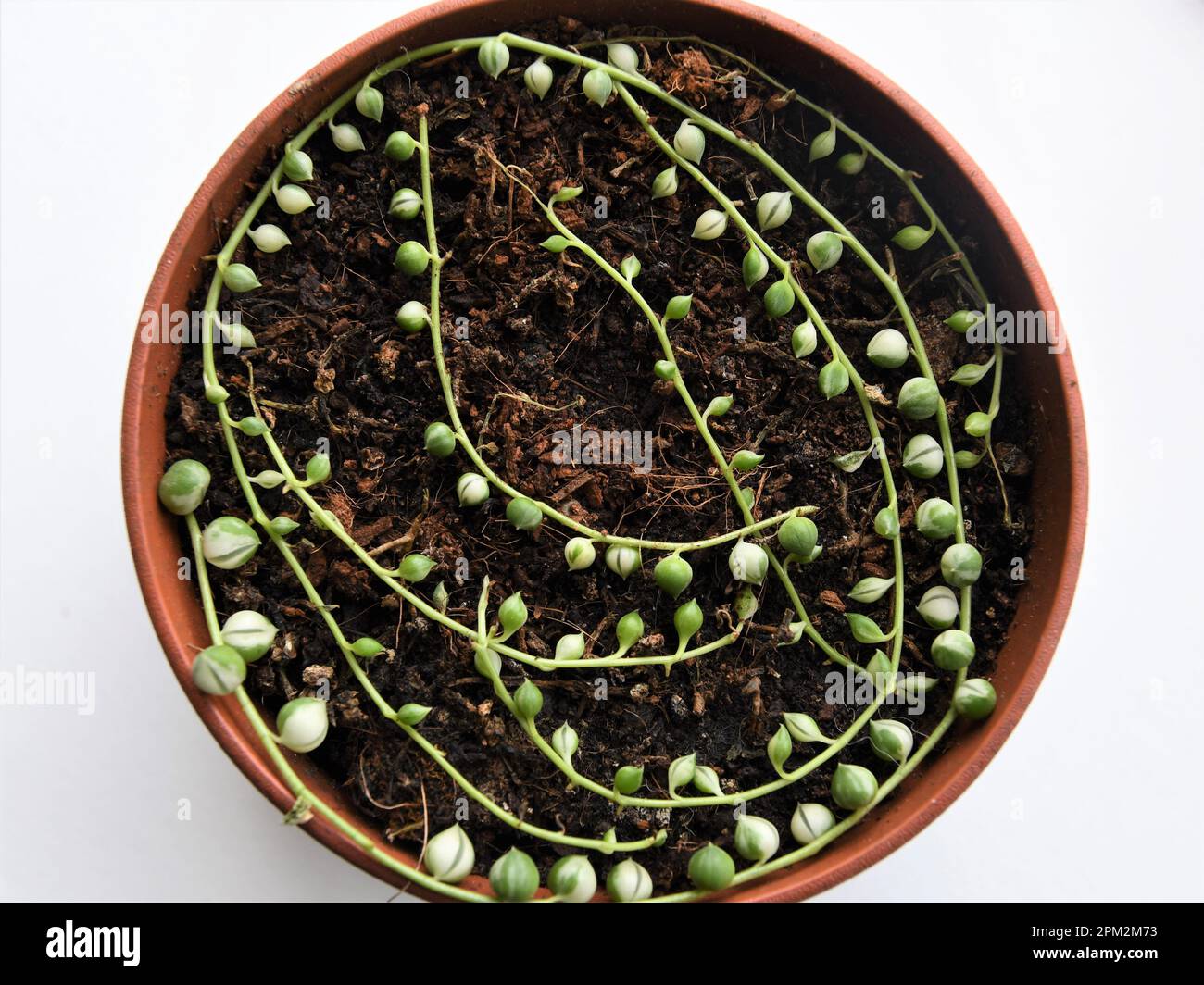 Senecio rowleyanus variegata, auch bekannt als Perlensaison, die im Boden vermehrt wird. Grün-weiße vining Hauspflanze. Stockfoto