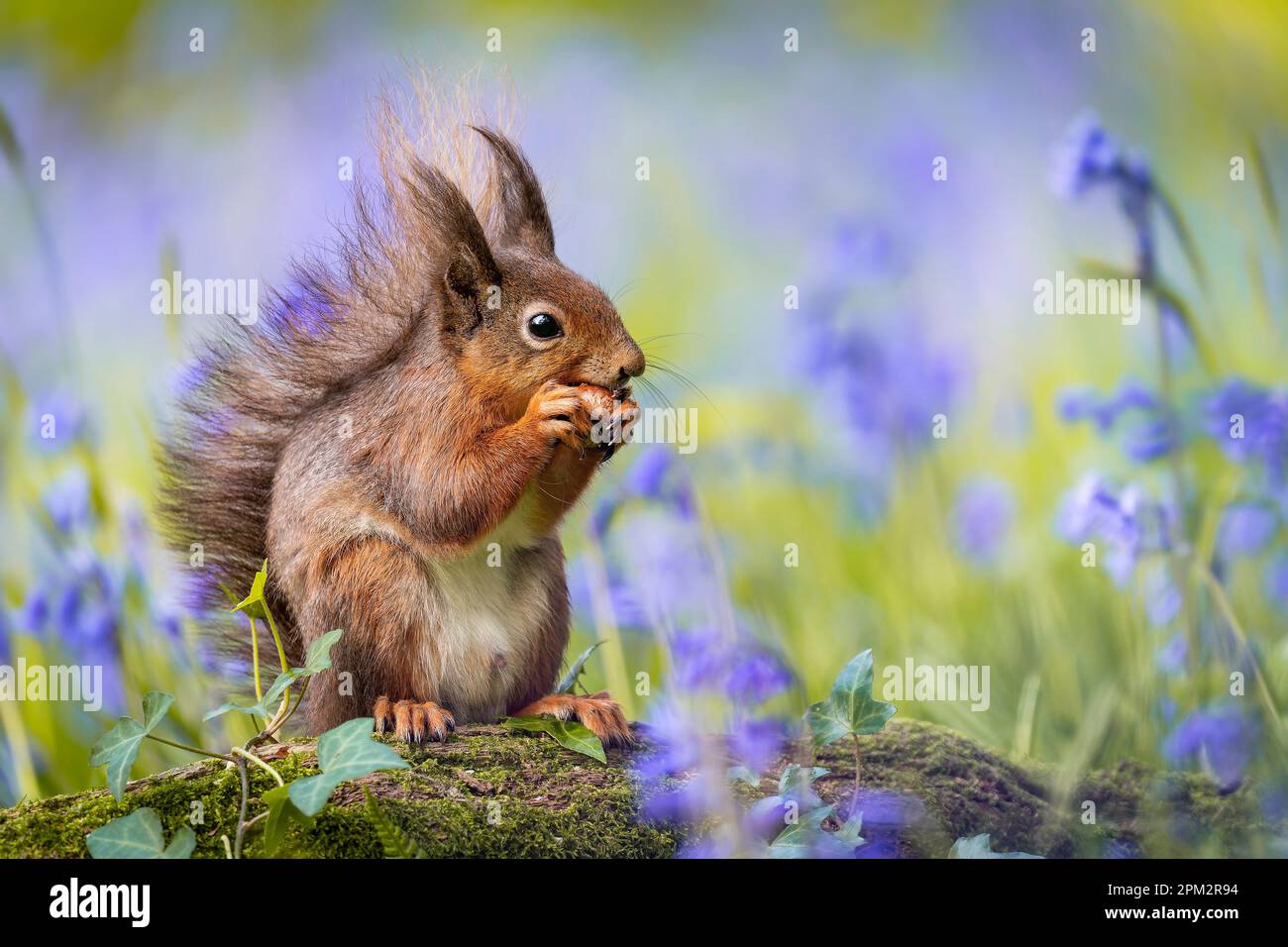 ATEMBERAUBENDE Bilder von einem roten Eichhörnchen, das den Frühling genießt und ein Feld mit wunderschönen Blauen Glocken erkundet, wurden aufgenommen. Stockfoto