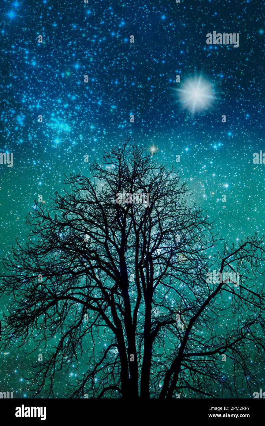 Baum und Raum mit Sternen, magische Atmosphäre Stockfoto