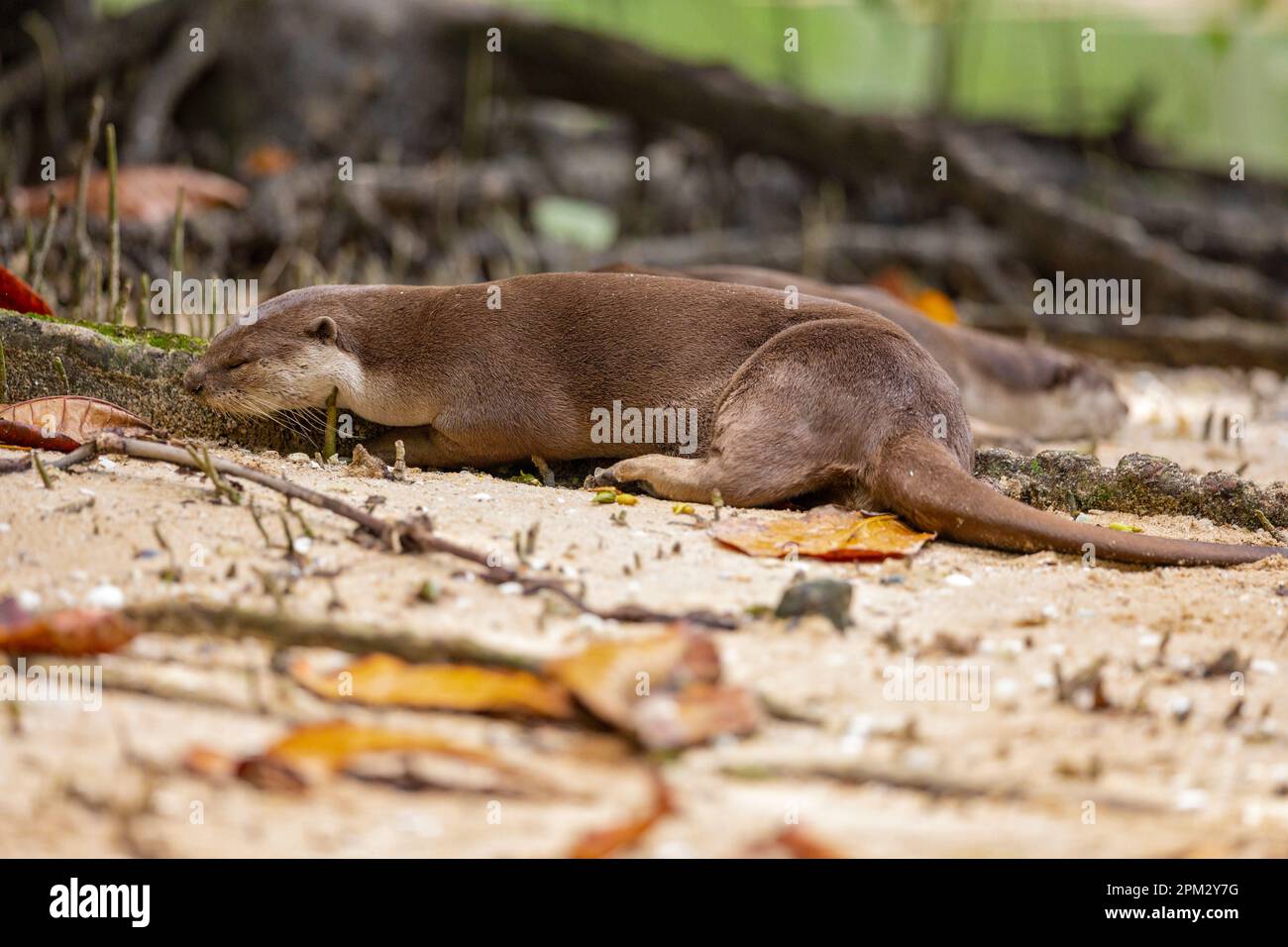 Glatt beschichtete Otterfamilie, die auf einem Mangrovenwaldstrand in Singapur schläft Stockfoto