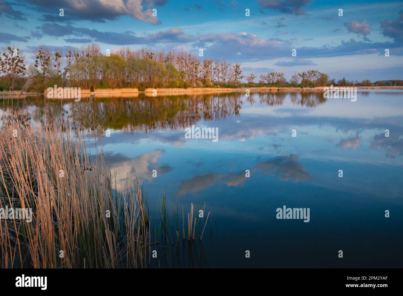 Reflexion von Wolken im Wasser eines ruhigen Sees und Bäume am Horizont, Stankow, Lubelskie, Polen Stockfoto