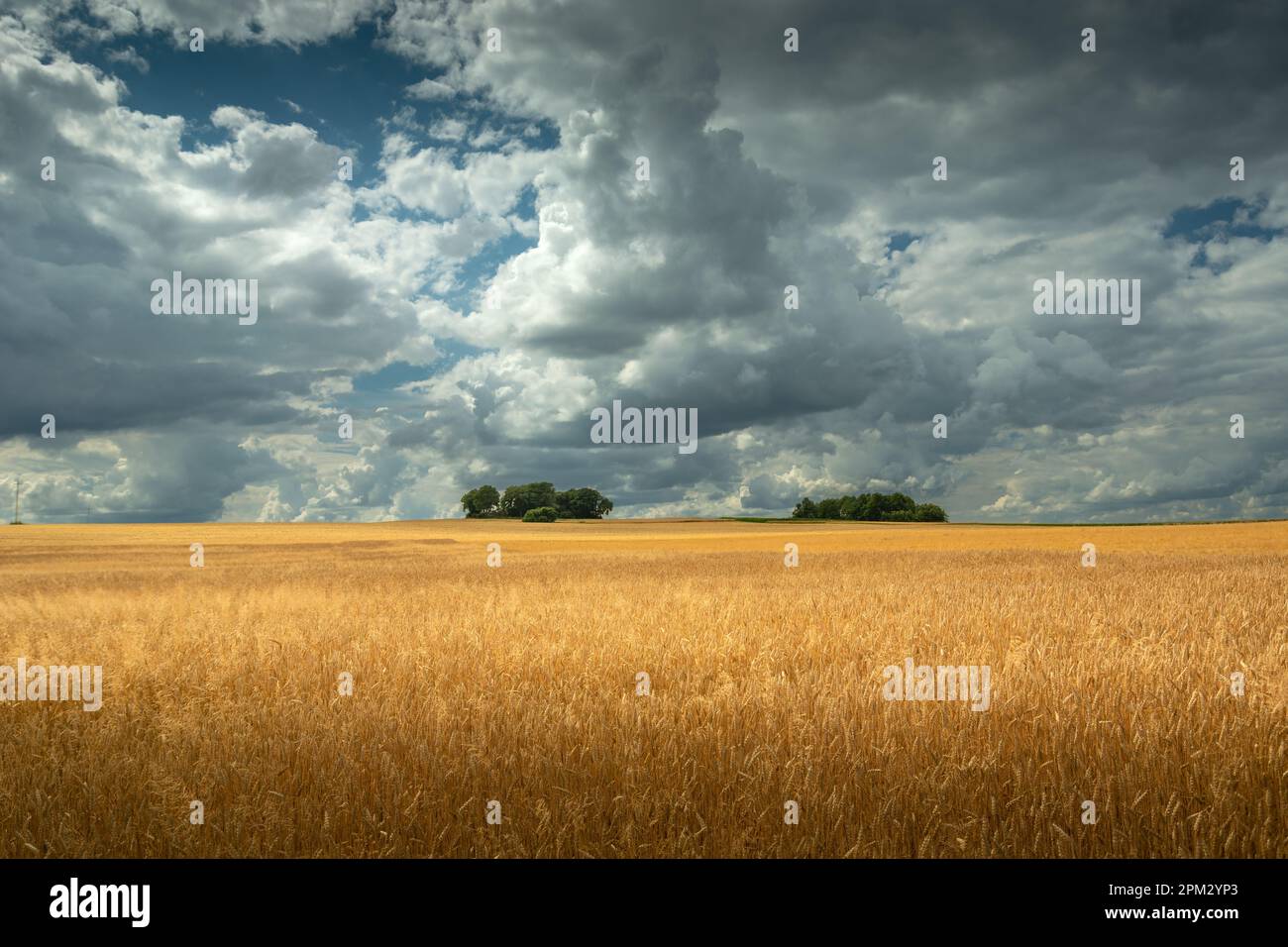 Wolkiger Himmel über einem goldenen Feld mit Getreide und Bäumen am Horizont, Sommer Landtag, Staw, Lubelskie, Polen Stockfoto