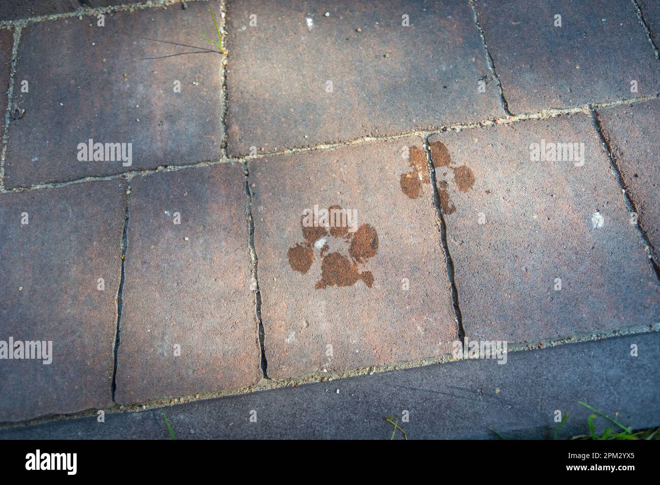 Nasse Hundepfotenabdrücke auf den roten Steinen auf dem Bürgersteig Stockfoto