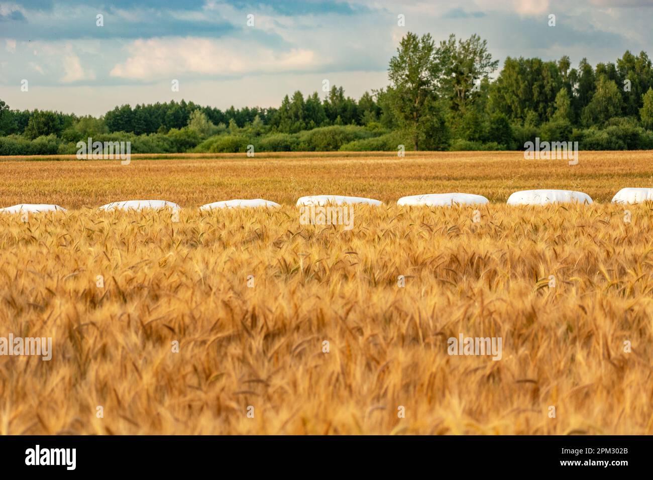 Getreidefelder und Silageballen, Wald und Wolken am Himmel, Sommerblick auf die Landschaft Stockfoto
