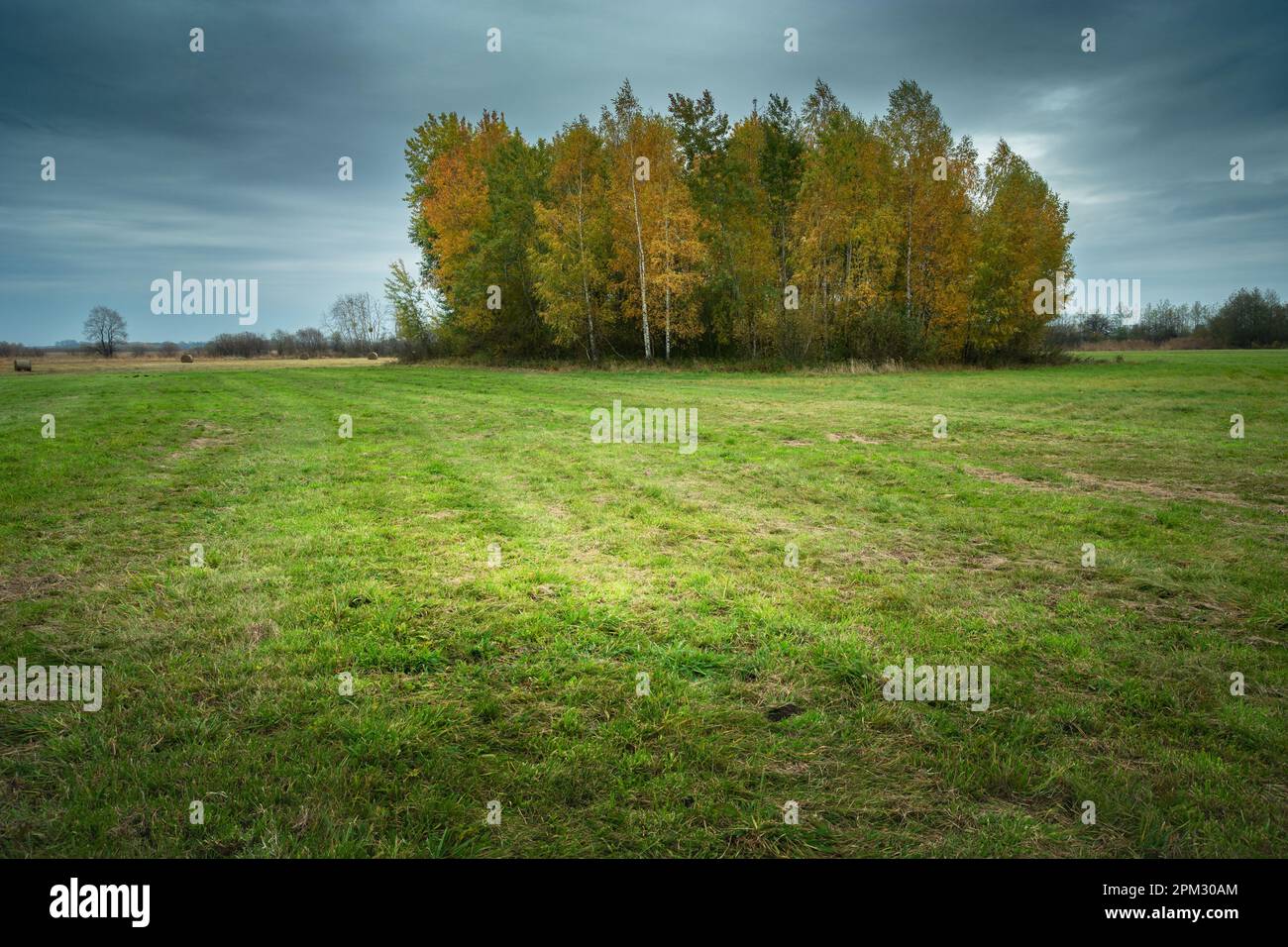 Eine Gruppe von Bäumen, die auf einer Wiese und einem bewölkten Himmel wachsen, Oktobertag, Nowiny, Lubelskie, Polen Stockfoto