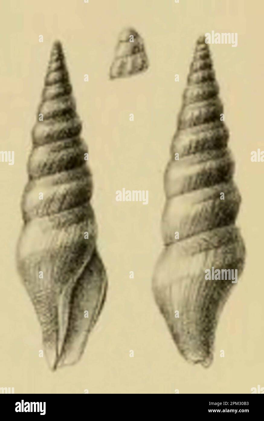 Turricula turriplana Stockfoto