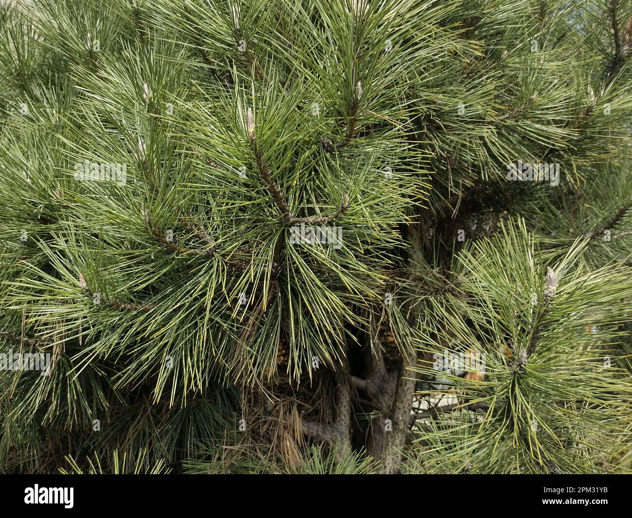 Sumpfkiefer in Rumänien. Pinus serotina Stockfoto