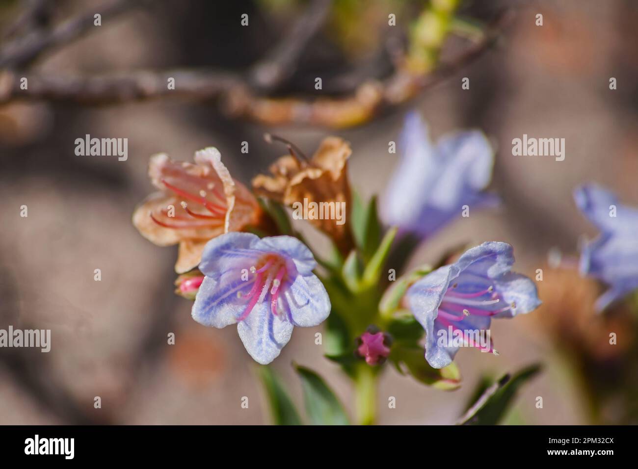 Pyjama Bush Lobostemon fruticosus 12662 Stockfoto