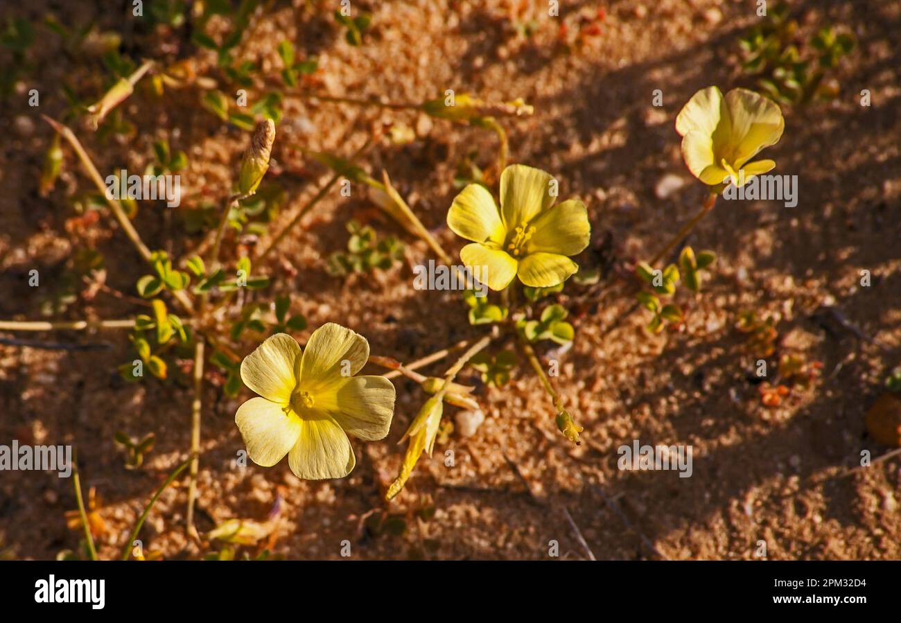 Gelbauge-Woodsorrel Oxalis obtusa 12630 Stockfoto