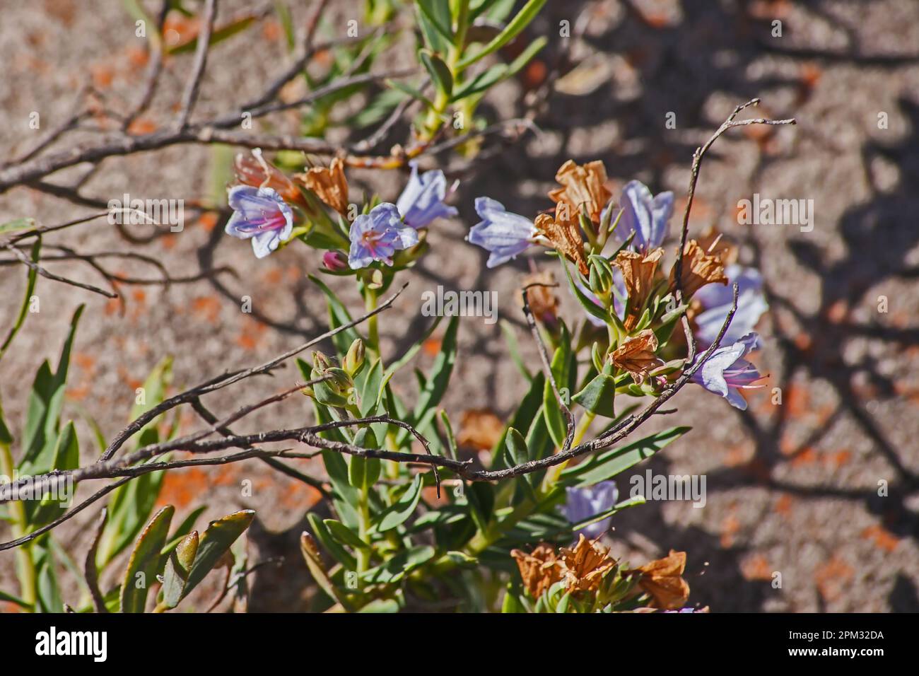 Pyjama Bush Lobostemon fruticosus 12661 Stockfoto