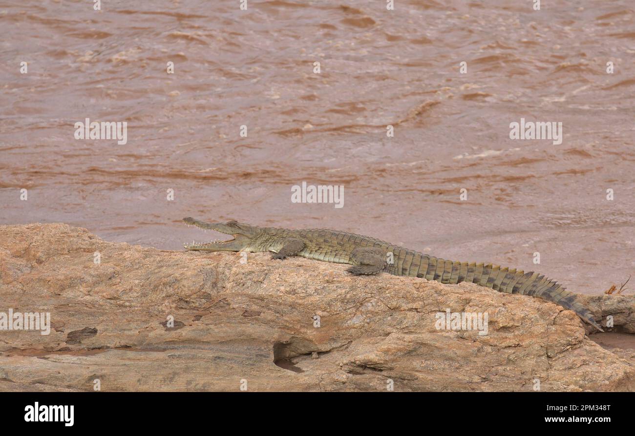 Das gesamte Seitenprofil des nilkrokodils liegt auf einem Felsen am fluss ewaso nyiro im Nationalreservat Buffalo Springs, kenia Stockfoto