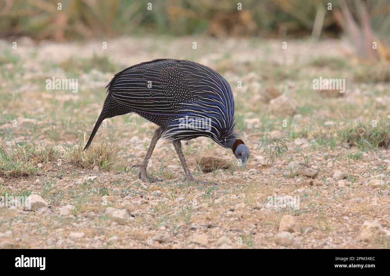 Hungrige, vulturine Guineafowl, die im Naturreservat kenia, den wilden Büffelquellen, nach Nahrung sucht Stockfoto