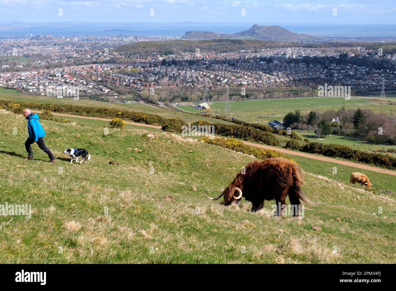 Edinburgh, Schottland, Großbritannien. 11. April 2023 Highland-Kühe genießen den sonnigen Morgen und grasen auf den Hängen der Pentland Hills südlich von Edinburgh. Die Herde lebt ungehindert auf dem Hügel, den sie das ganze Jahr über grasen, und sie bewegen sich, wie sie wollen. Blick in Richtung Edinburgh City und Arthurs Seat. Hundegang auf dem Hügel. Kredit: Craig Brown/Alamy Live News Stockfoto