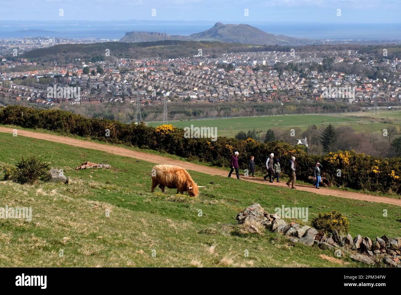 Edinburgh, Schottland, Großbritannien. 11. April 2023 Highland-Kühe genießen den sonnigen Morgen und grasen auf den Hängen der Pentland Hills südlich von Edinburgh. Die Herde lebt ungehindert auf dem Hügel, den sie das ganze Jahr über grasen, und sie bewegen sich, wie sie wollen. Blick in Richtung Edinburgh City und Arthurs Seat. Kredit: Craig Brown/Alamy Live News Stockfoto
