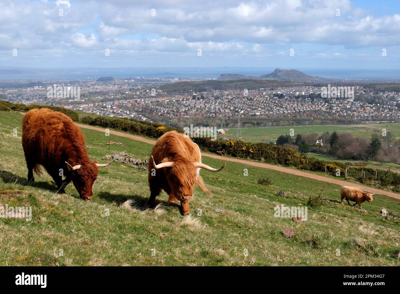 Edinburgh, Schottland, Großbritannien. 11. April 2023 Highland-Kühe genießen den sonnigen Morgen und grasen auf den Hängen der Pentland Hills südlich von Edinburgh. Die Herde lebt ungehindert auf dem Hügel, den sie das ganze Jahr über grasen, und sie bewegen sich, wie sie wollen. Blick in Richtung Edinburgh City und Arthurs Seat. Kredit: Craig Brown/Alamy Live News Stockfoto