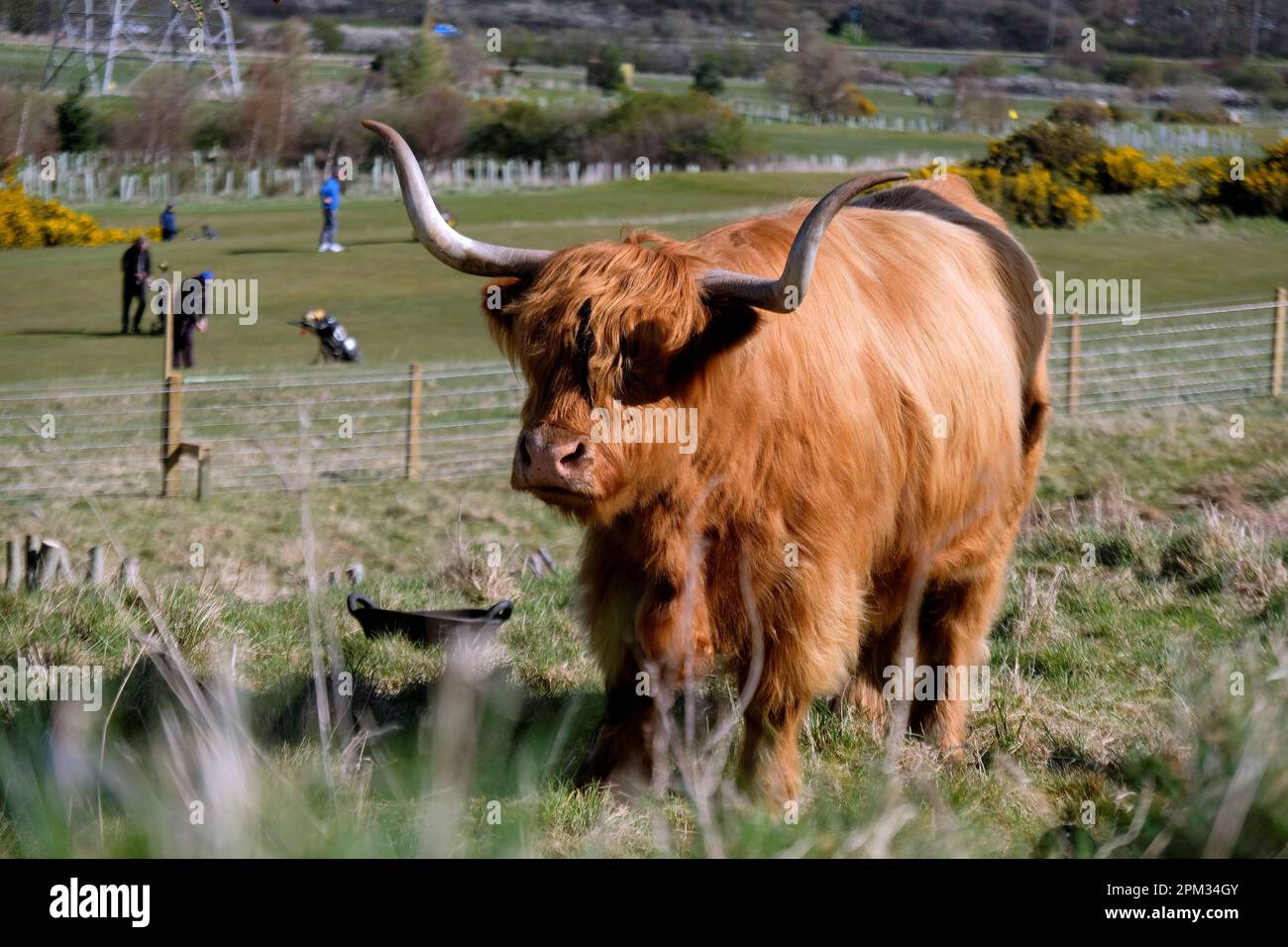 Edinburgh, Schottland, Großbritannien. 11. April 2023 Highland-Kühe genießen den sonnigen Morgen und grasen auf den Hängen der Pentland Hills südlich von Edinburgh. Die Herde lebt ungehindert auf dem Hügel, den sie das ganze Jahr über grasen, und sie bewegen sich, wie sie wollen. Auf den unteren Hängen neben dem Swanston Golf Club. Kredit: Craig Brown/Alamy Live News Stockfoto