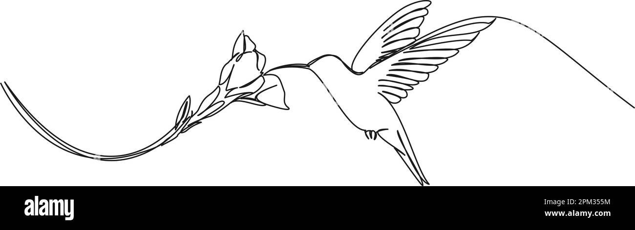 Kontinuierliche einzeilige Zeichnung eines Kolibris, der während der Fütterung an der Blume schwebt, Strichgrafiken-Vektordarstellung Stock Vektor