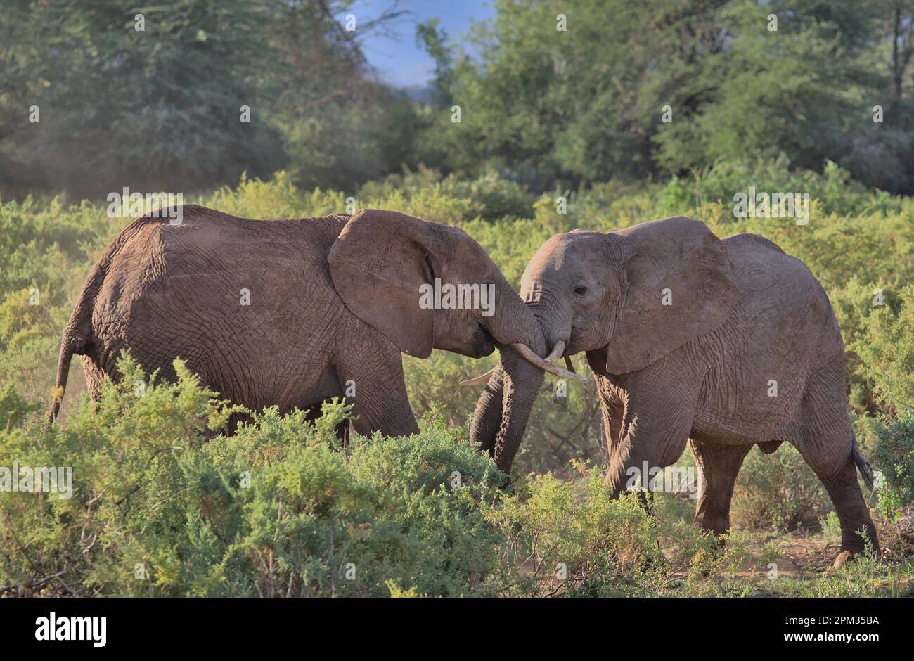 Zwei junge männliche afrikanische Elefanten spielen in den wilden Büschen der Büffelquellen des Nationalreservats kenia Stockfoto