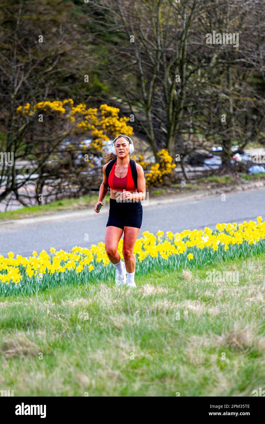 Dundee, Tayside, Schottland, Großbritannien. 11. April 2023. Wetter im Vereinigten Königreich: In der schönen Frühlingssonne haben die Temperaturen im Nordosten Schottlands etwa 10°C erreicht Während die Daffodils blühen, joggt eine Joggingfrau in Dundee entlang der Kingsway West-Doppelstraße, trotz der leichten Kälte in der Luft. Kredit: Dundee Photographics/Alamy Live News Stockfoto