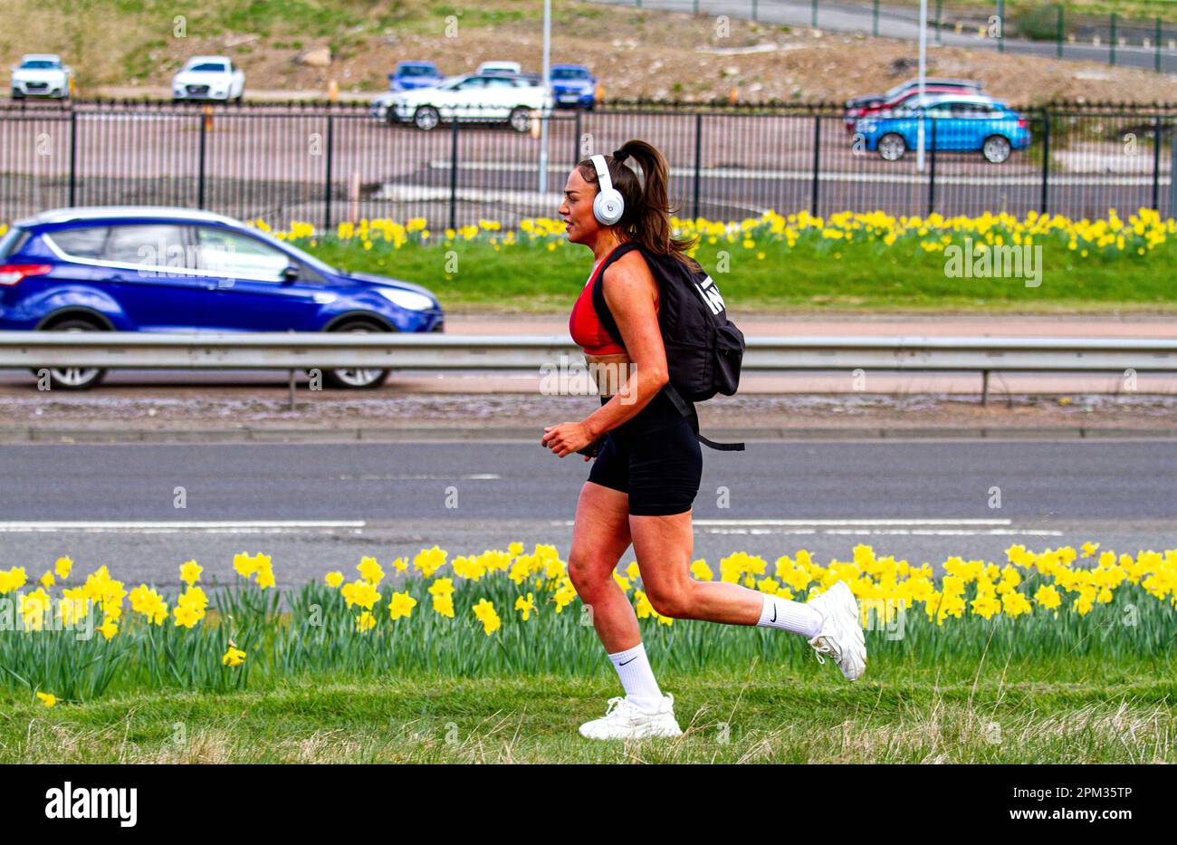 Dundee, Tayside, Schottland, Großbritannien. 11. April 2023. Wetter im Vereinigten Königreich: In der schönen Frühlingssonne haben die Temperaturen im Nordosten Schottlands etwa 10°C erreicht Während die Daffodils blühen, joggt eine Joggingfrau in Dundee entlang der Kingsway West-Doppelstraße, trotz der leichten Kälte in der Luft. Kredit: Dundee Photographics/Alamy Live News Stockfoto