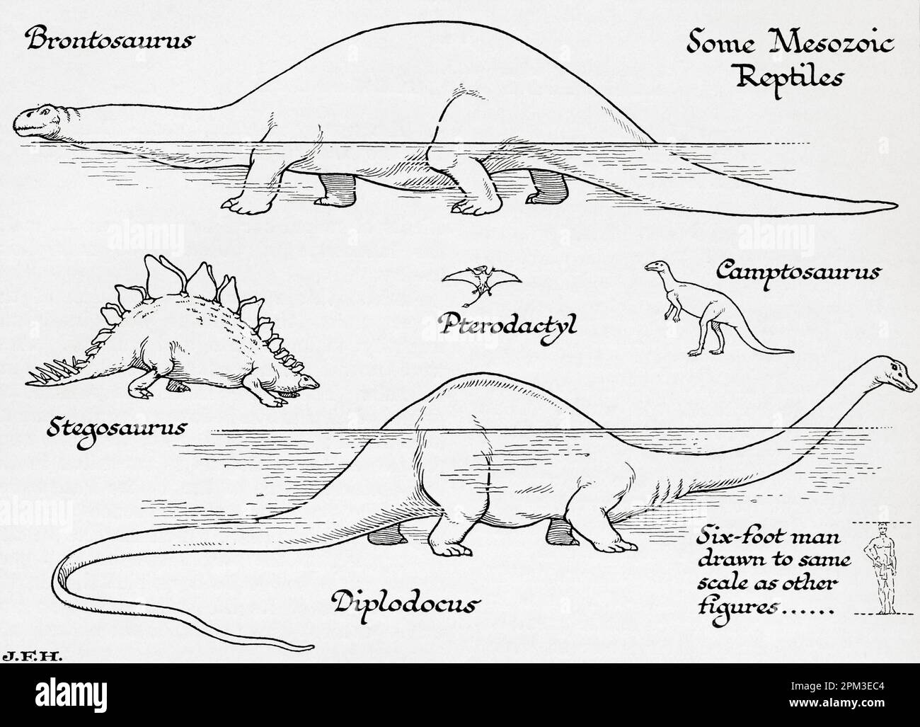 Mesozoische Reptilien. Brontosaurus, Pterodactyl, Campotosaurus, Stegosaurus, Diplodocus. In der Abbildung ist ein 1,80 m großer Mann dargestellt, der auf die gleiche Skala wie andere Figuren gezeichnet ist. Aus dem Buch Outline of History von H.G. Wells, veröffentlicht 1920. Stockfoto