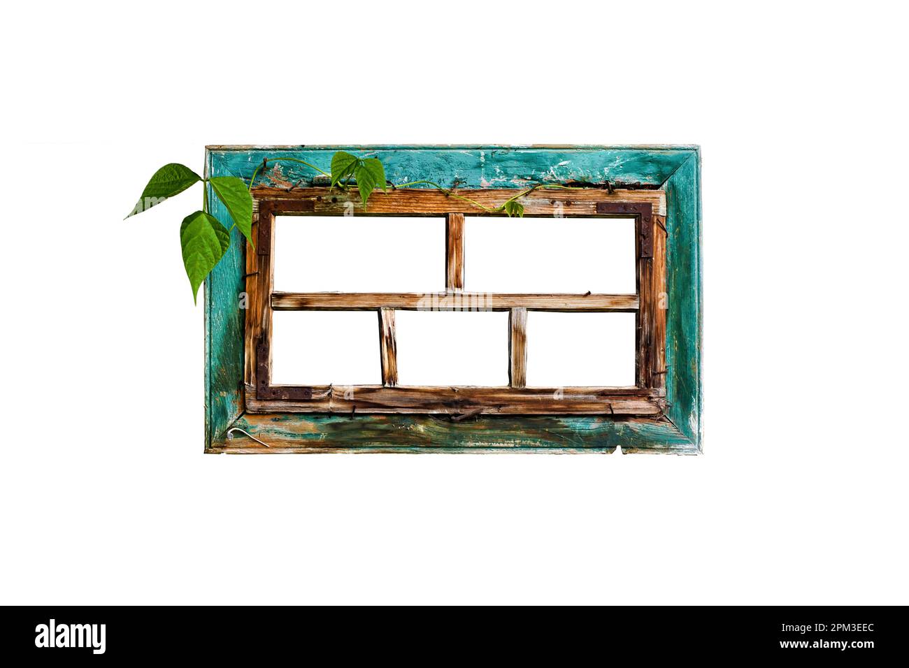 Sehr altmodischer Holzfensterrahmen mit grünen Kriechblättern und abblätternder türkisfarbener Farbe, isoliert auf weißem Hintergrund. Stockfoto