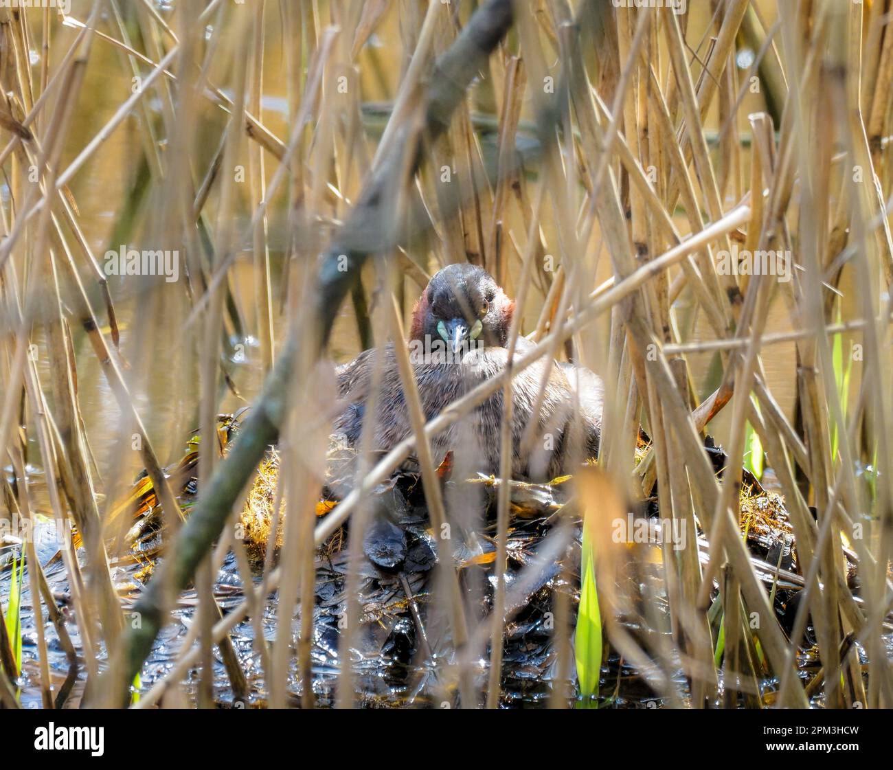 Little Grebe brütet Eier auf Nest, Teifi Marshes, Cardigan, Wales Stockfoto