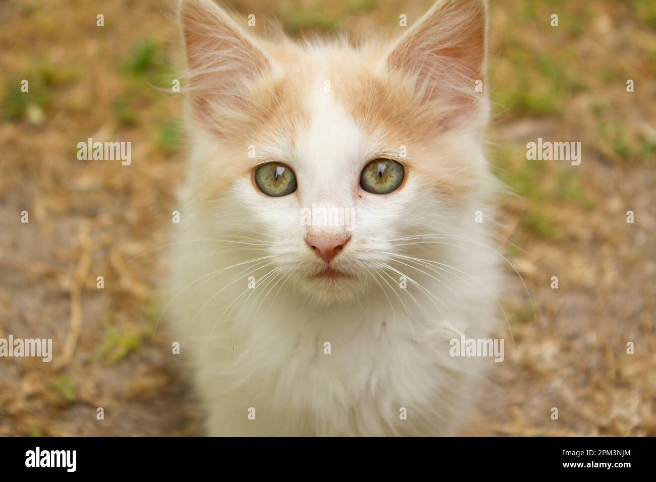 Katze portrait Stockfoto