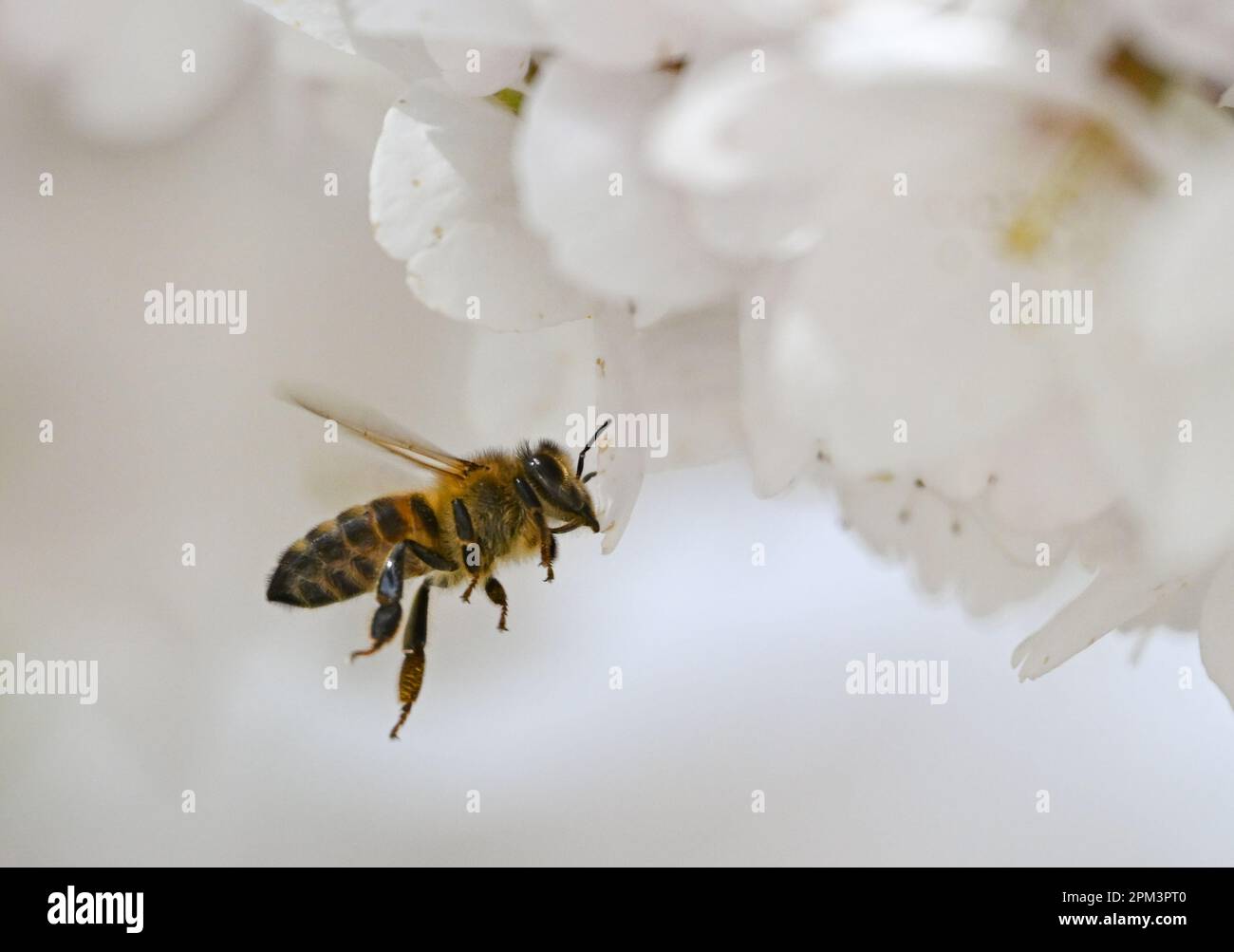 11. April 2023, Hessen, Frankfurt/Main: Eine Biene fliegt bei einer Kirschblüte auf dem Lohrberg im Norden der Stadt. Foto: Arne Dedert/dpa Stockfoto