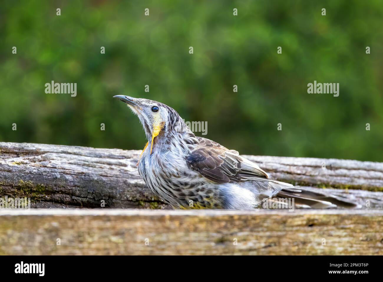 Gelbschwanztaucher, Anthochaera paradoxa, auch bekannt als der lange oder tasmanische Taubkopf, der größte der Honigfresser, und ist in Tasmanien endemisch. Stockfoto