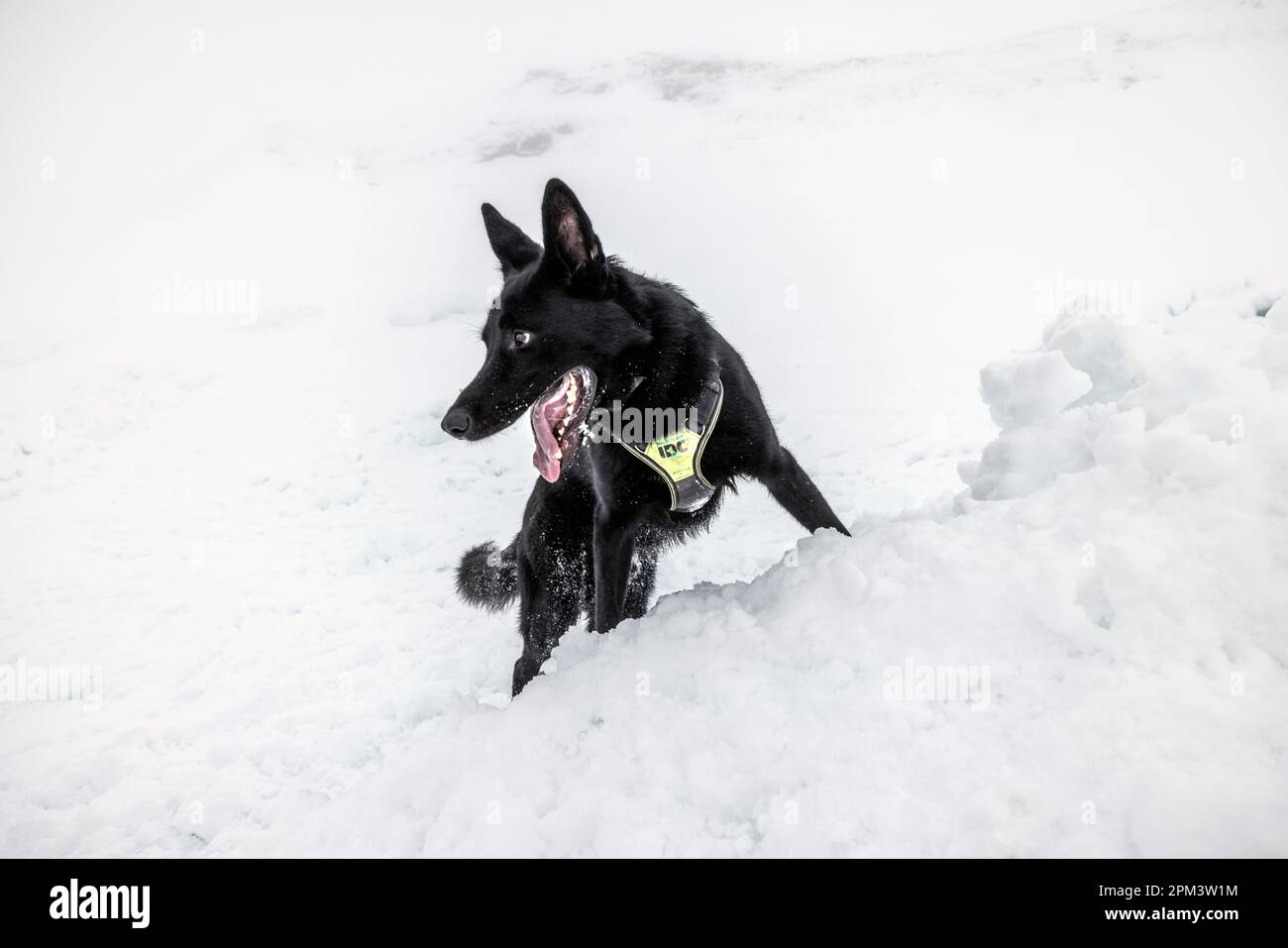 Frankreich, Haute Savoie, Flaine, Ausbildung von Lawinenhunden, ein falsches Opfer wird in einem Iglu begraben, dessen Öffnung mit Schnee blockiert ist, die Hunde müssen die begrabene Person finden, sobald der Hund etwas gespürt hat, markiert er den Ort, indem er den Schnee kratzt und bellt, Die Retter und Betreuer graben dann mit Schaufeln und helfen dem Opfer, rauszukommen Stockfoto