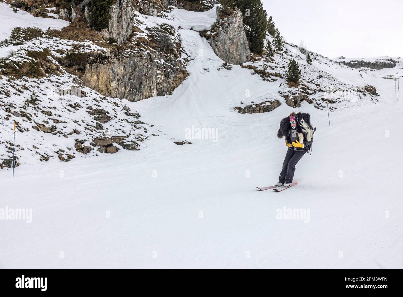 Frankreich, Haute Savoie, Flaine, Ankunft der Lawinenhunde auf dem Trainingsgelände Stockfoto