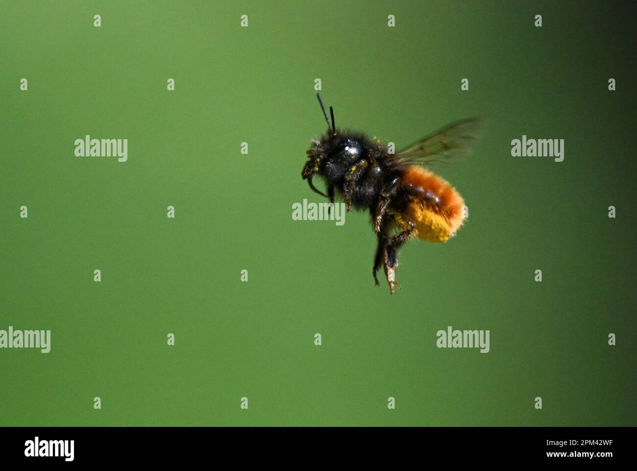 11. April 2023, Hessen, Frankfurt/Main: Eine rostige, rote Maurerbiene fliegt zum Wildbienenhotel auf dem Gelände des MainÄppelhauses am Lohrberg. Foto: Arne Dedert/dpa Stockfoto
