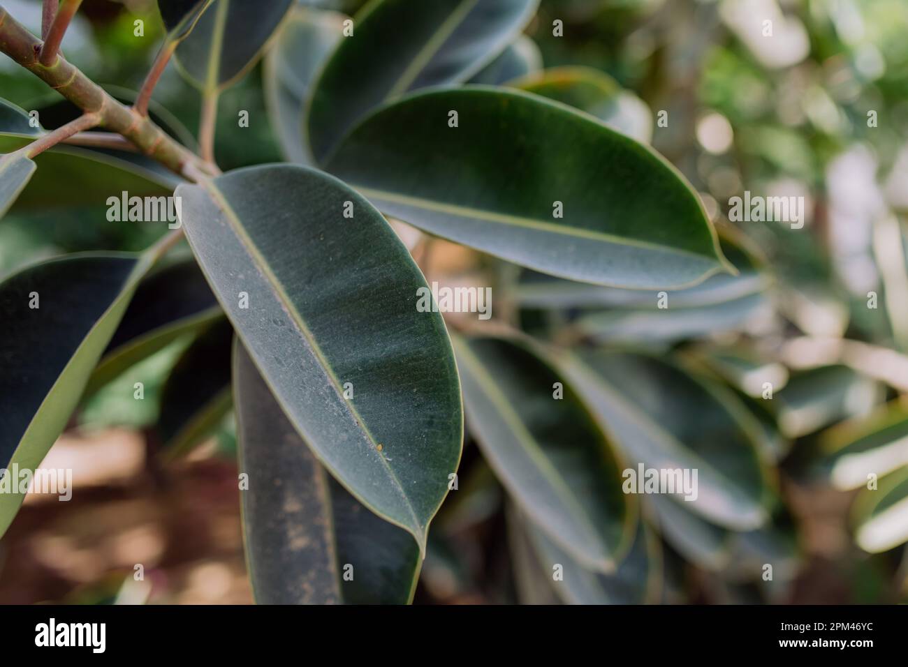 Nahaufnahme des riesigen Ficus, draußen im exotischen Land. Stockfoto