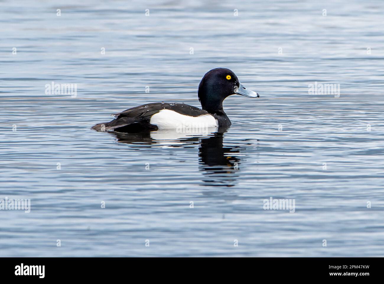 Eine männliche getuftete Ente, RSPB's Leighton Moss Nature Reserve, Silverdale, Carnforth, Lancashire, Großbritannien Stockfoto