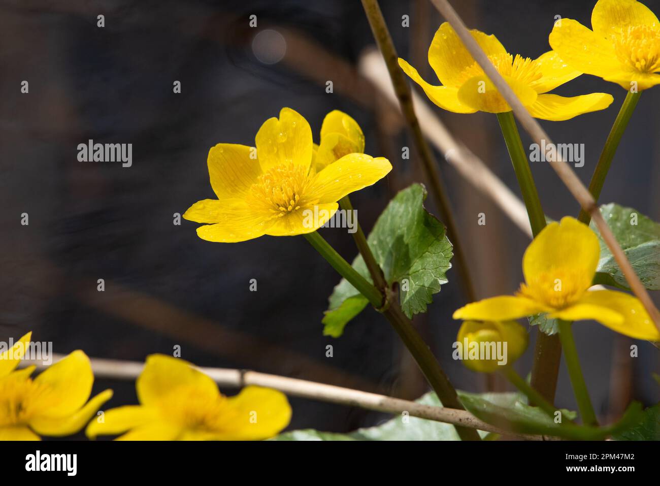 Gelbmarsch-Gelbmarsch-Gelbmarsch, RSPB's Leighton Moss Nature Reserve, Silverdale, Carnforth, Lancashire, Großbritannien Stockfoto