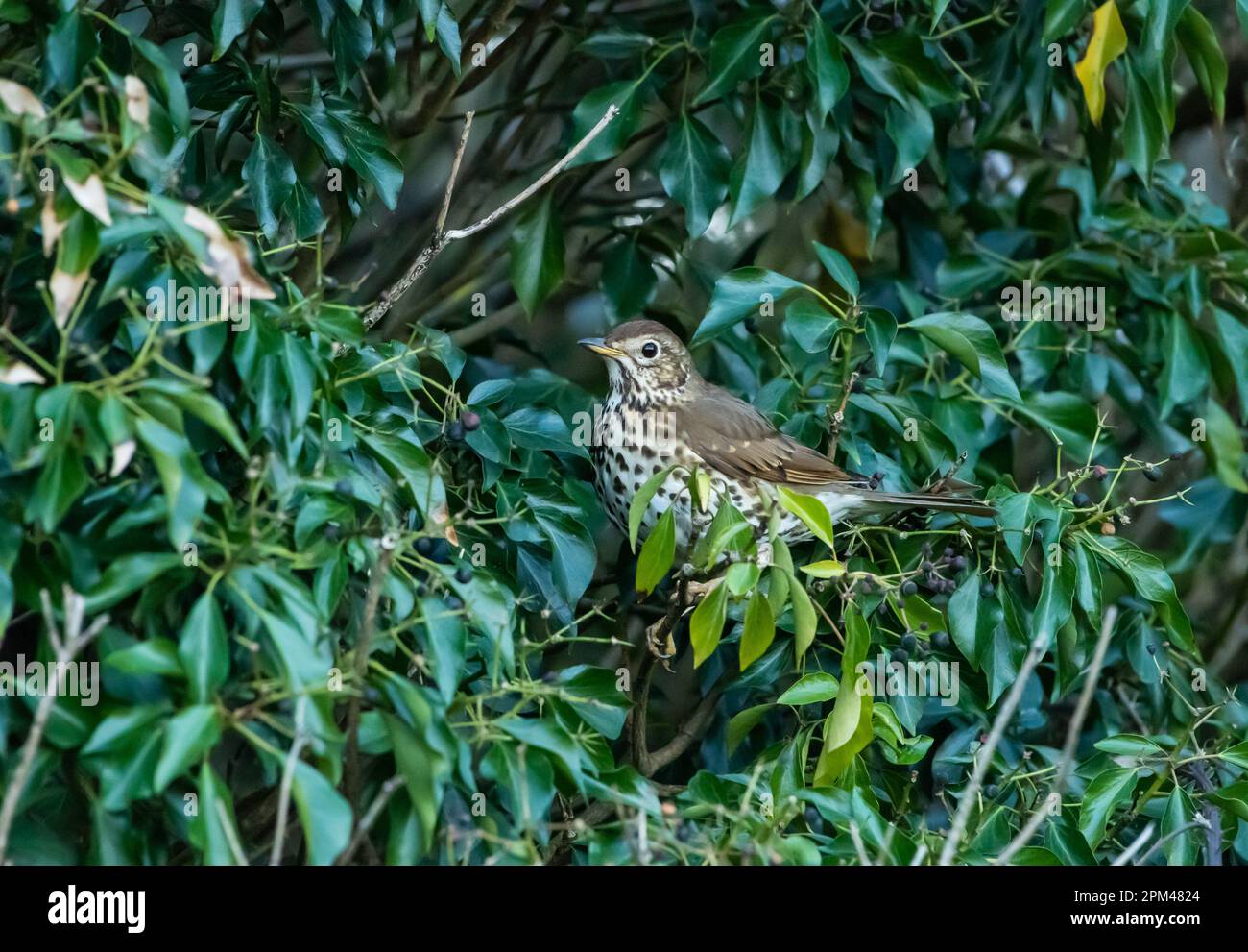 A Song Soor among Ivy, Arnside, Milnthorpe, Cumbria, UK Stockfoto