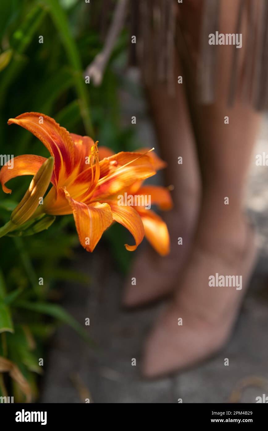 Verschwommenes Bild von Frauenbeinen in beigen Schuhen im Hintergrund und Nahaufnahme einer blühenden orangefarbenen Tagesblume im Vordergrund, selektiver Fokus. Stockfoto